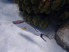 Lachnolaimus maximus