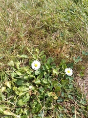 Bellis perennis