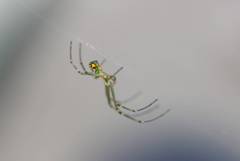 Leucauge argyrobapta