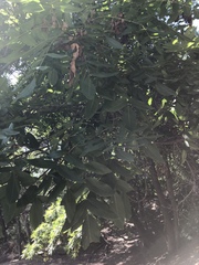 Juglans