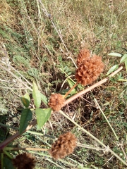 Glycyrrhiza echinata