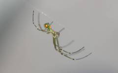 Leucauge argyrobapta