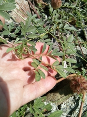 Glycyrrhiza echinata