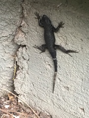 Sceloporus occidentalis