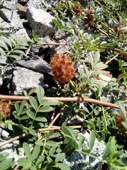 Glycyrrhiza echinata