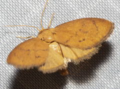 Heterogenea shurtleffi