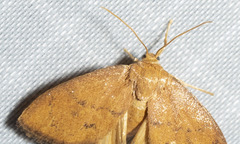 Heterogenea shurtleffi