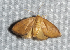 Heterogenea shurtleffi