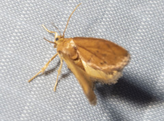 Heterogenea shurtleffi