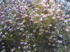 Erica globiceps consors