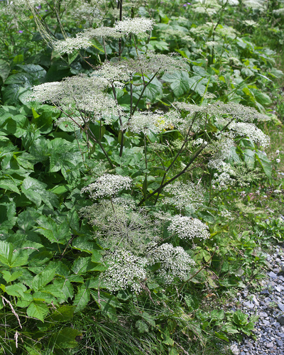 Angelica edulis iNat (2)