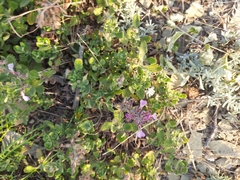 Teucrium chamaedrys nuchense
