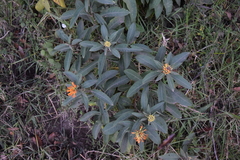 Cestrum thyrsoideum