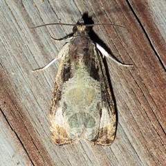 Olethreutes connectum