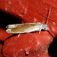 Ancylis diminuatana