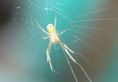 Leucauge argyrobapta