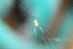 Leucauge argyrobapta