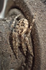 Larinioides sclopetarius