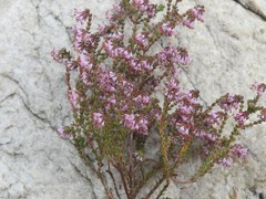 Erica globiceps consors