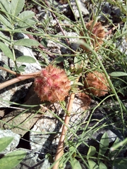 Glycyrrhiza echinata