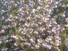 Erica globiceps consors