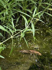 Lithobates catesbeianus