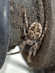 Larinioides sclopetarius