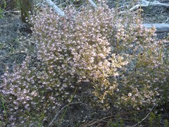 Erica globiceps consors