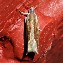 Ancylis diminuatana