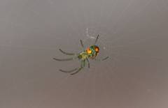 Leucauge