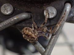 Larinioides sclopetarius