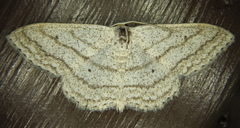 Scopula ancellata
