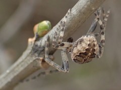 Larinioides sclopetarius