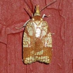 Cenopis ferreana