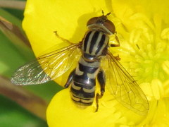 Helophilina