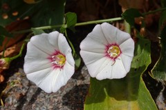Convolvulus arvensis