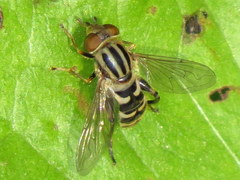 Helophilina