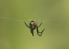 Leucauge