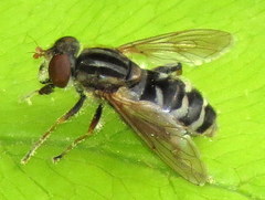 Helophilina