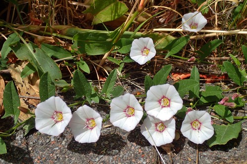 Dirvinis vijoklis nuotrauka