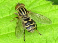 Anasimyia