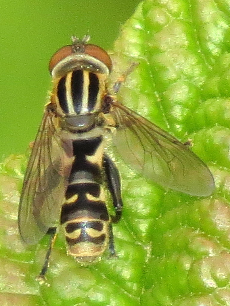 Anasimyia