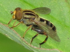 Helophilina