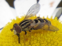 Helophilina