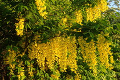 Laburnum anagyroides