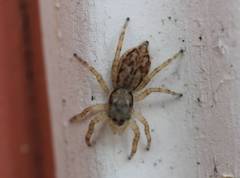 Menemerus bivittatus