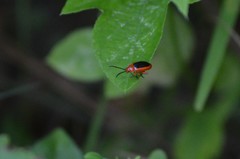 Disonycha discoidea