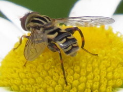 Helophilina