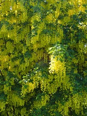 Laburnum anagyroides