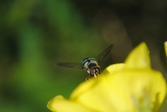 Megasyrphus laxus image